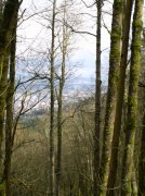 4.1.06 Dogwood & Alder Trail in Forest Park 029 